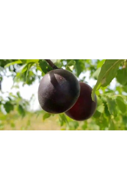 Абрикос Чорний Оксамит 